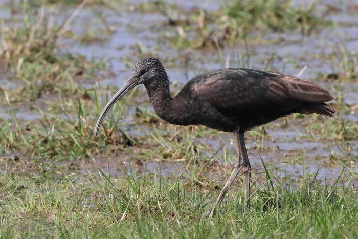 Glossy Ibis