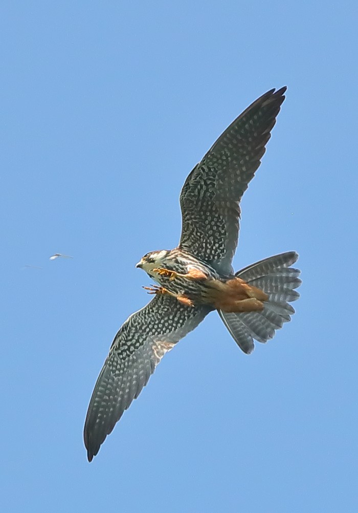 Hobby