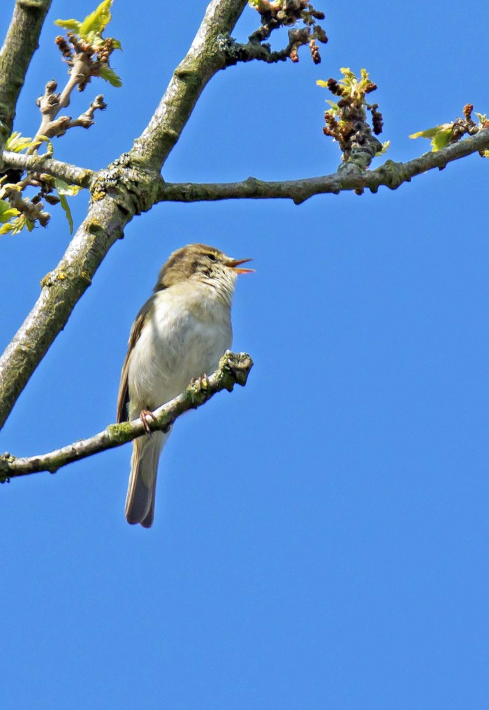 Iberian Chiffchaff