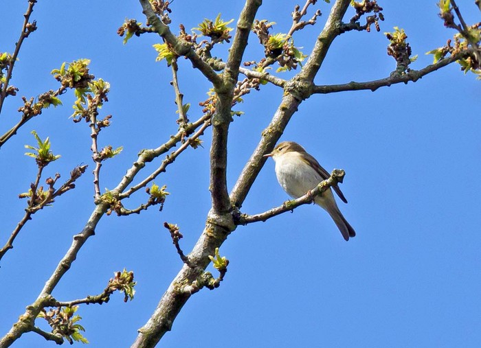 Iberian Chiffchaff