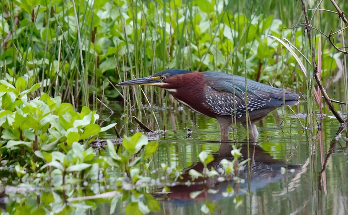 Green Heron