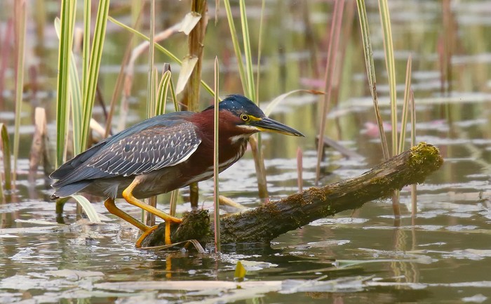 Green Heron