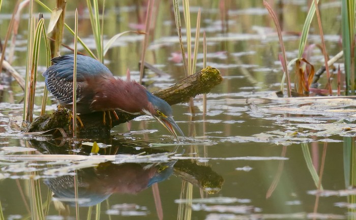 Green Heron