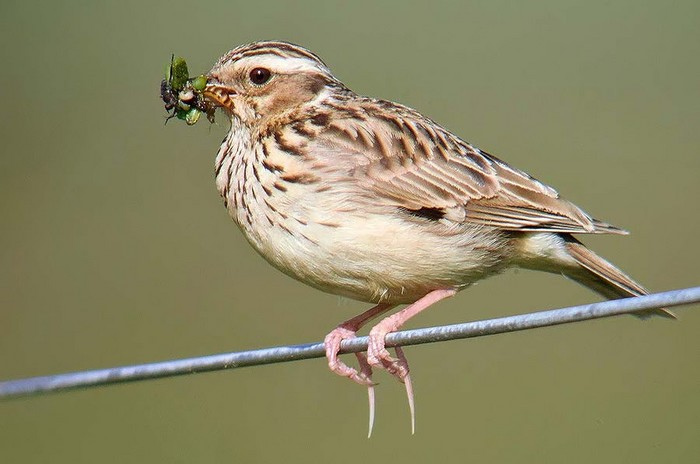Woodlark