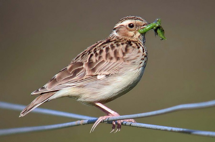Woodlark