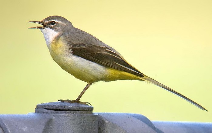Grey Wagtail