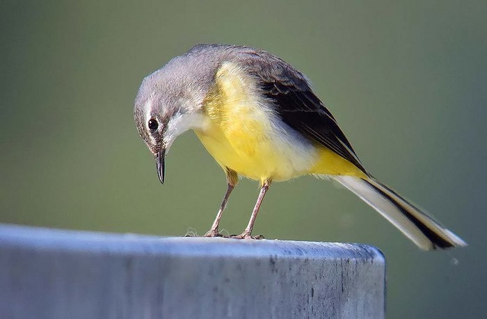 Grey Wagtail