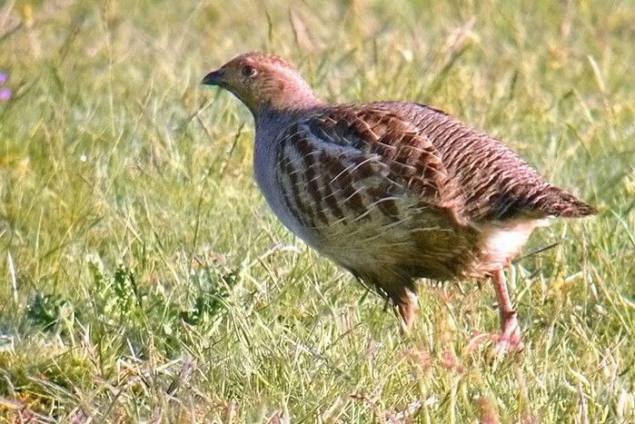 Grey Partridge
