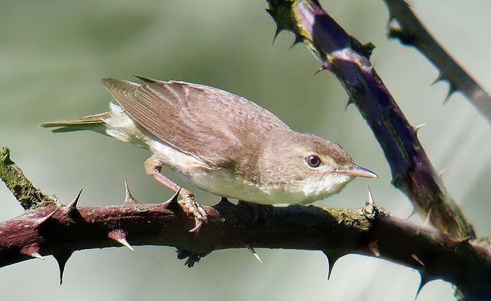 Reed Warbler