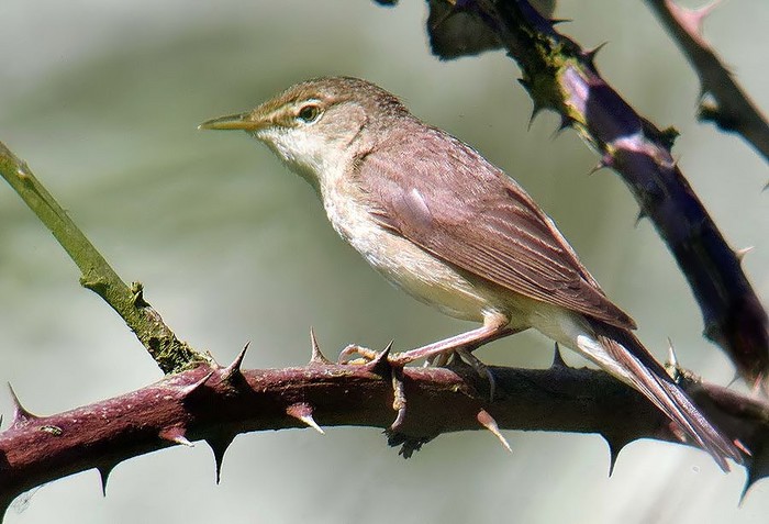 Reed Warbler