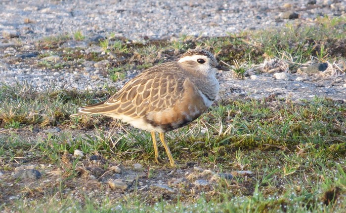 Dotterel