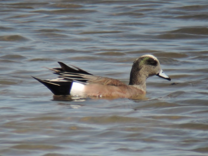 American Wigeon