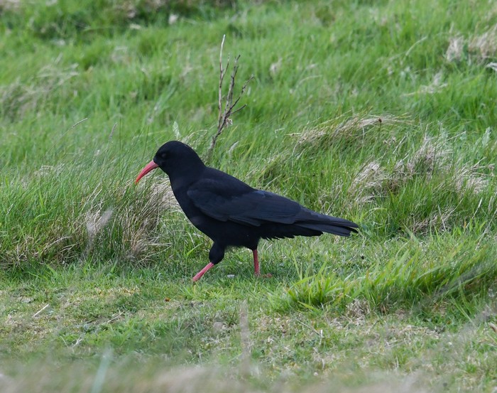 Chough