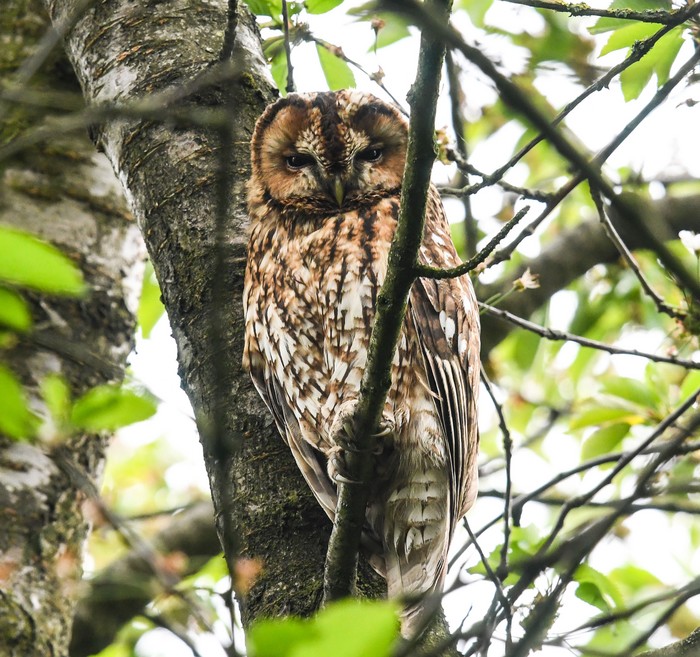 Tawny Owl