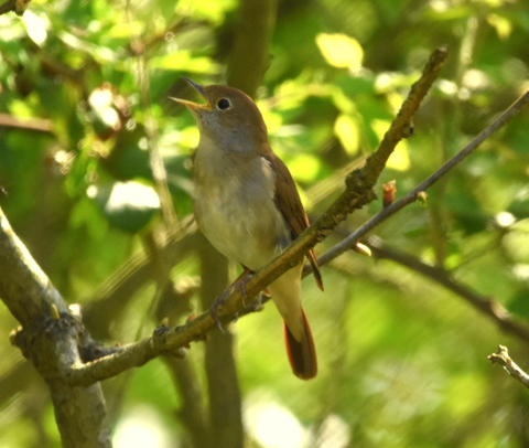 Nightingale