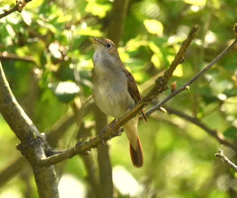 Nightingale