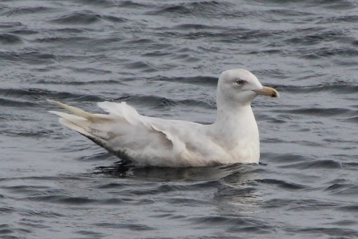 Glaucous Gull
