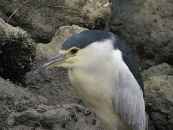 Night Heron