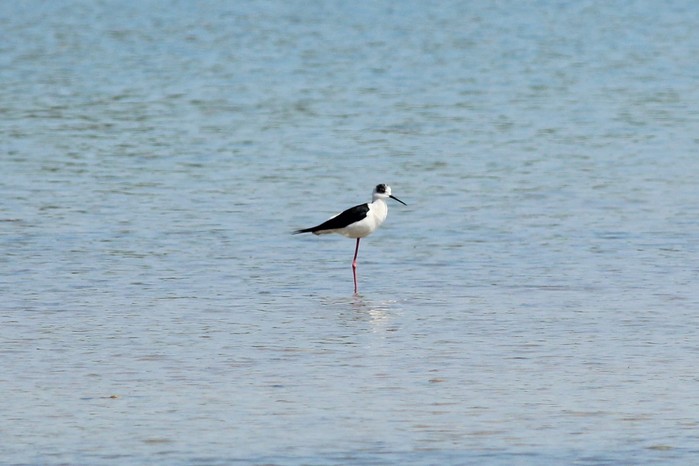 Black-winged Stilt