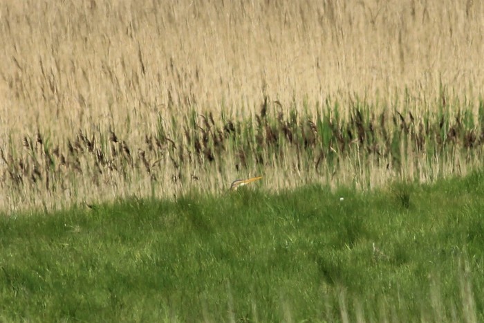 Purple Heron