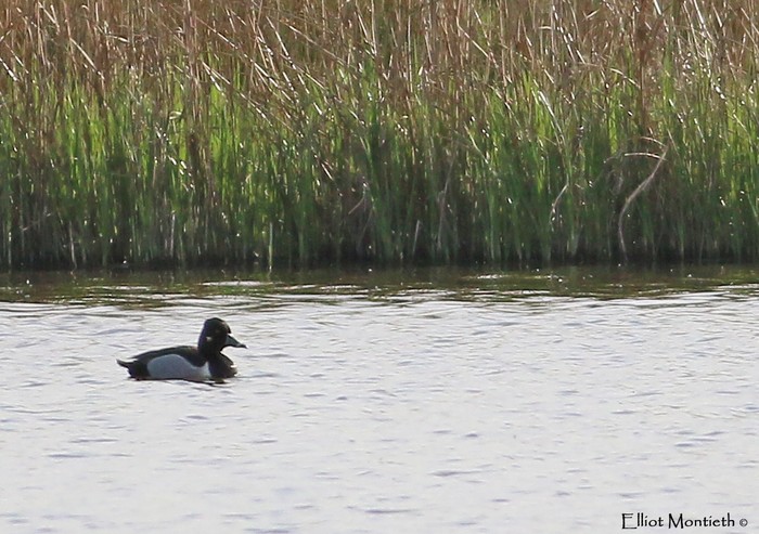Ring-necked Duck