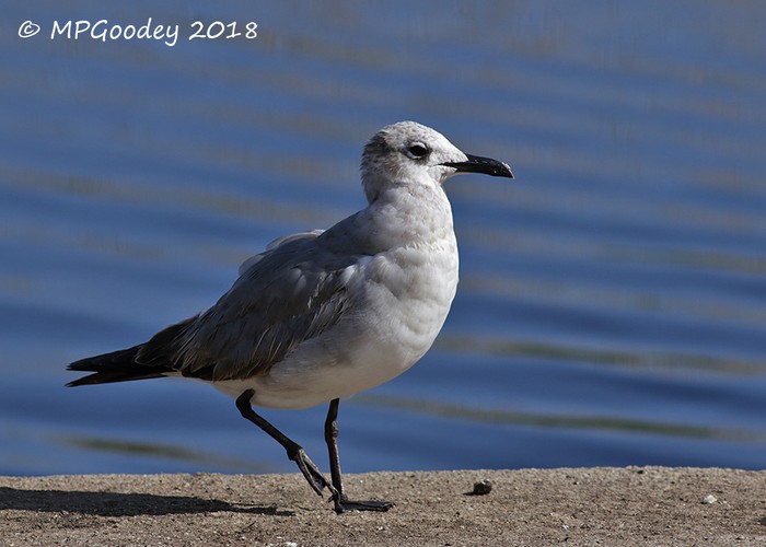 Laughing Gull