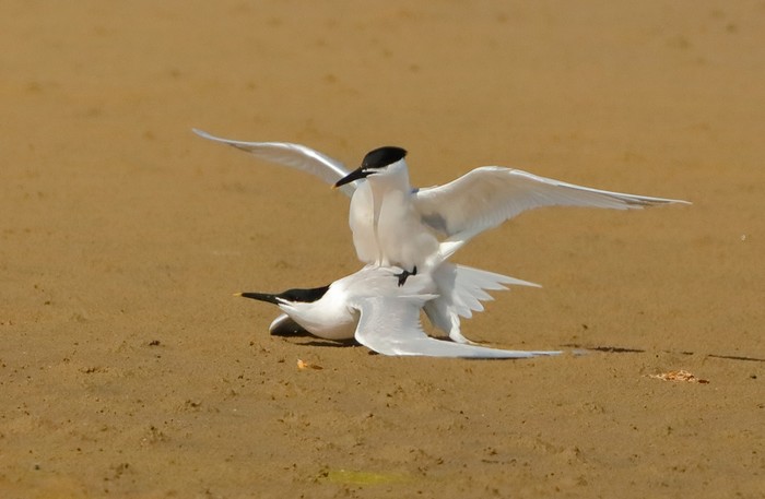 Sandwich Tern