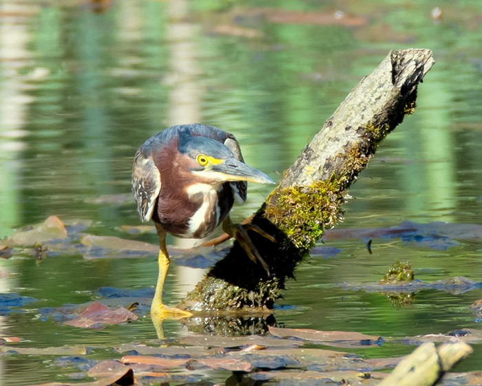 Green Heron