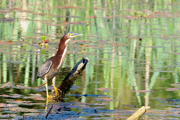 Green Heron
