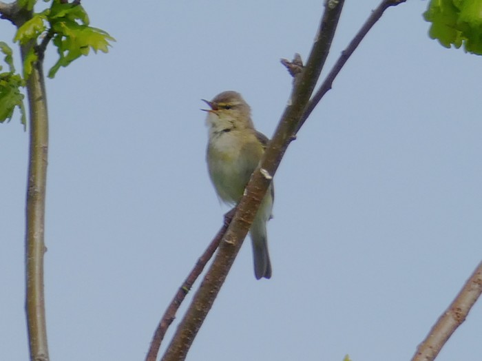 Willow Warbler