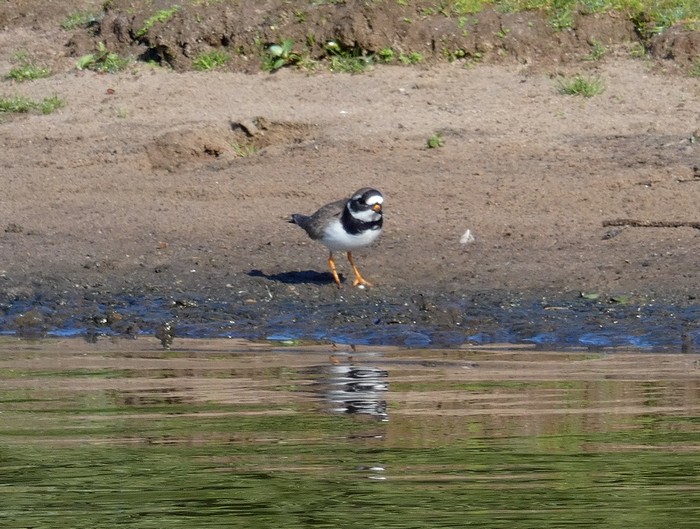 Ringed Plover