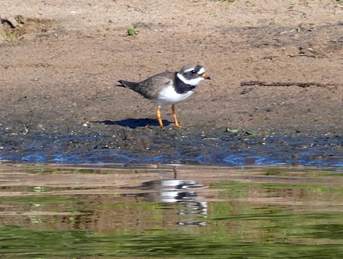 Ringed Plover