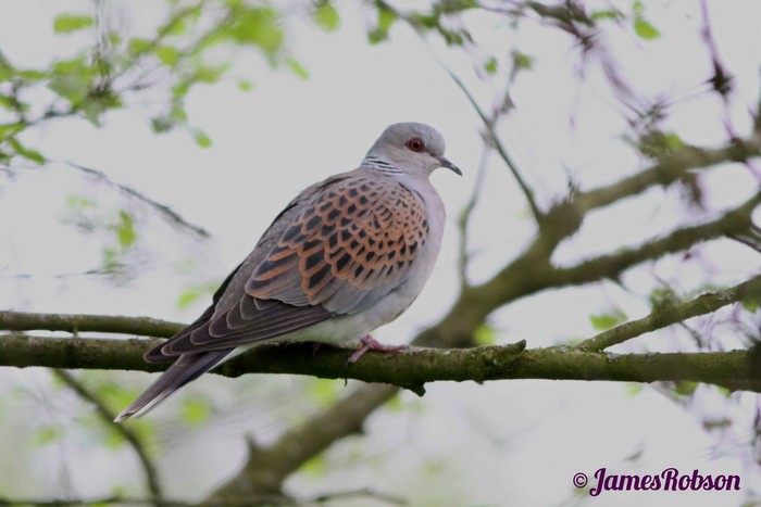 Turtle Dove