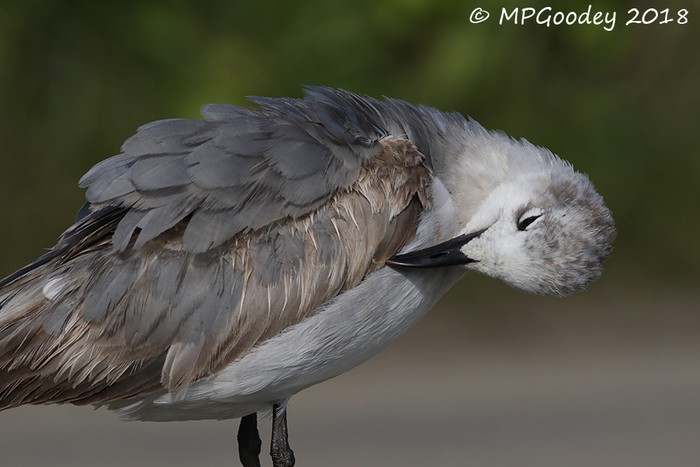 Laughing Gull