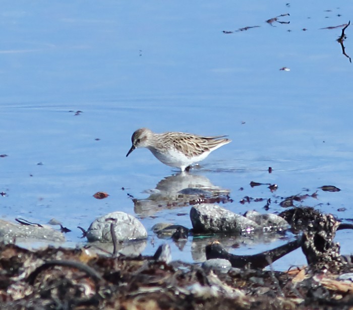 Semipalmated Sandpiper
