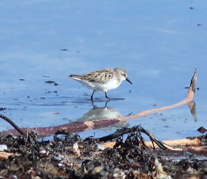 Semipalmated Sandpiper