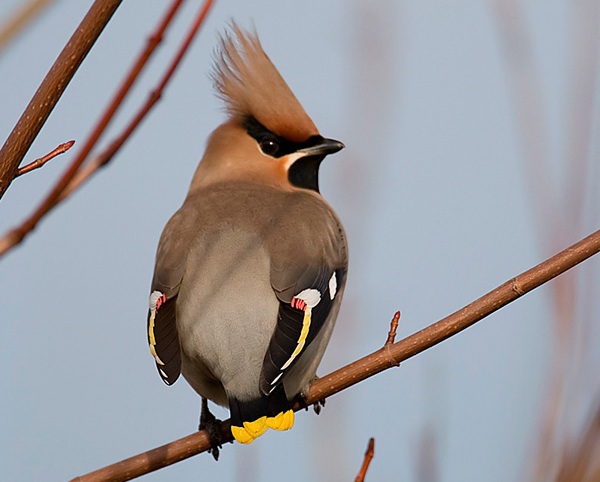 Waxwing