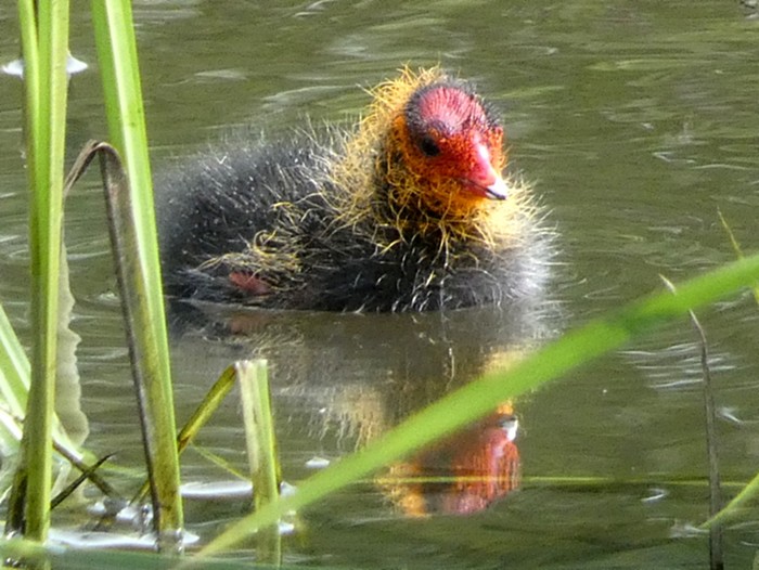 Coot