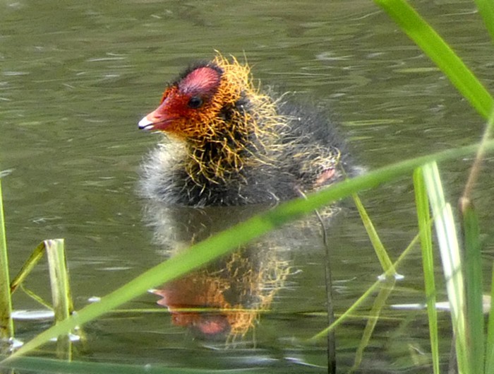 Coot