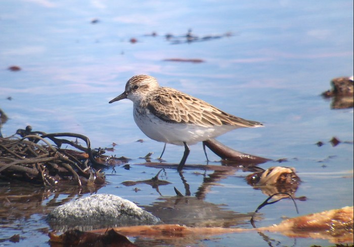 Semipalmated Sandpiper