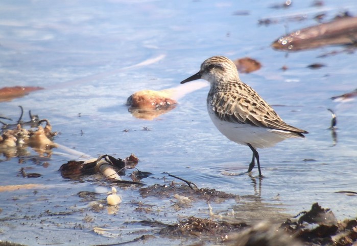 Semipalmated Sandpiper