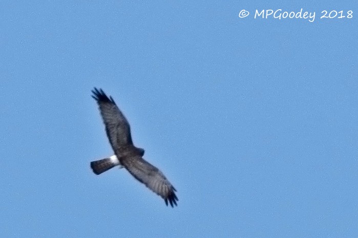 Northern Harrier