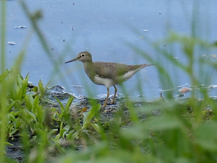 Common Sandpiper