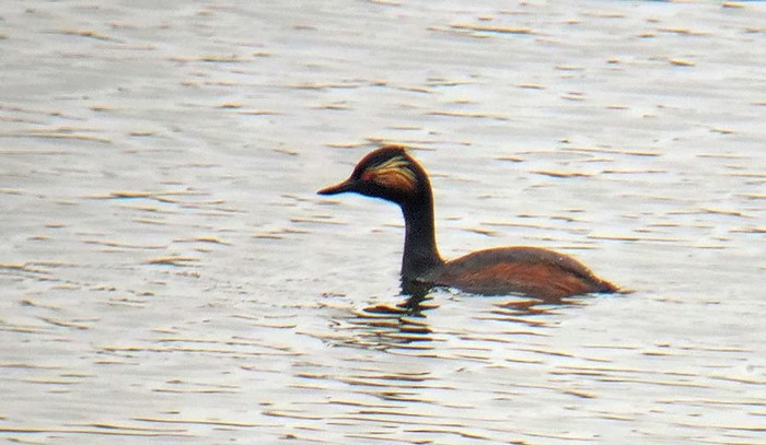 Black-necked Grebe