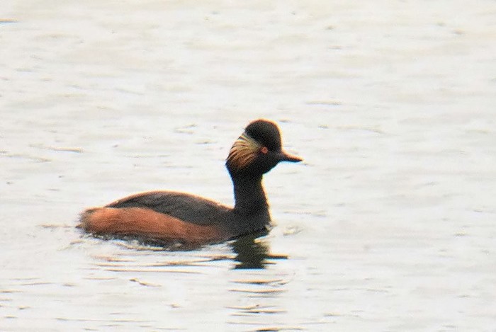 Black-necked Grebe
