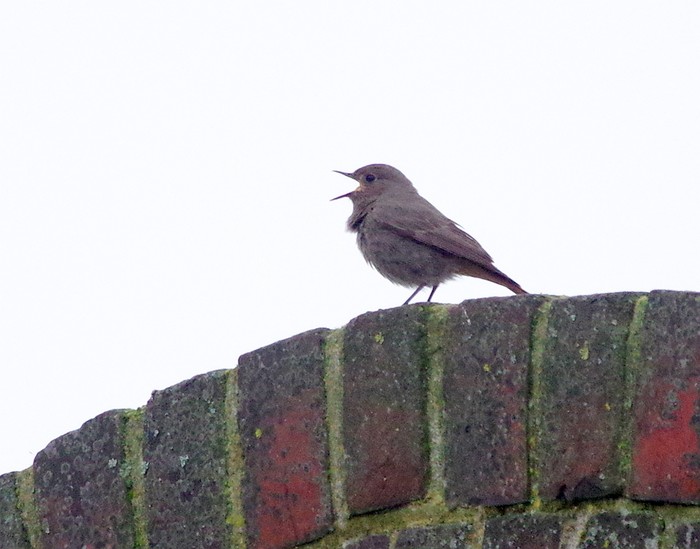 Black Redstart