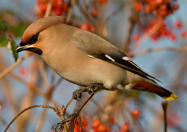 Waxwing