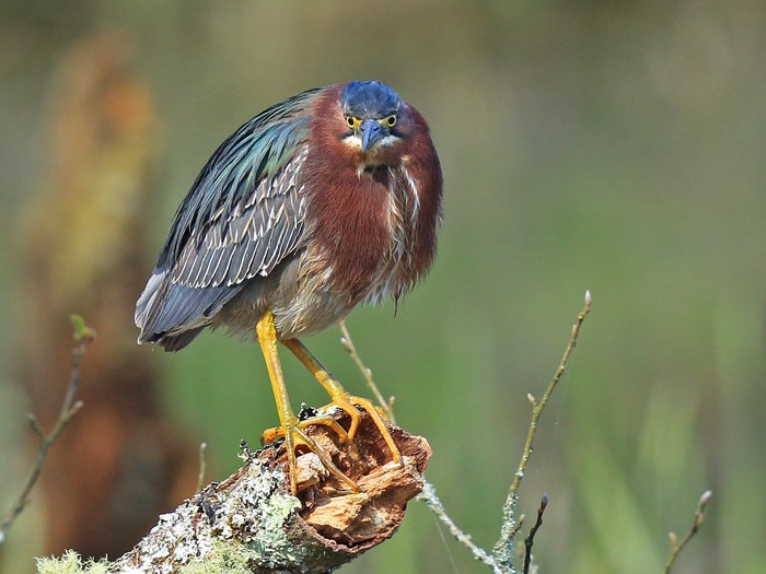 Green Heron