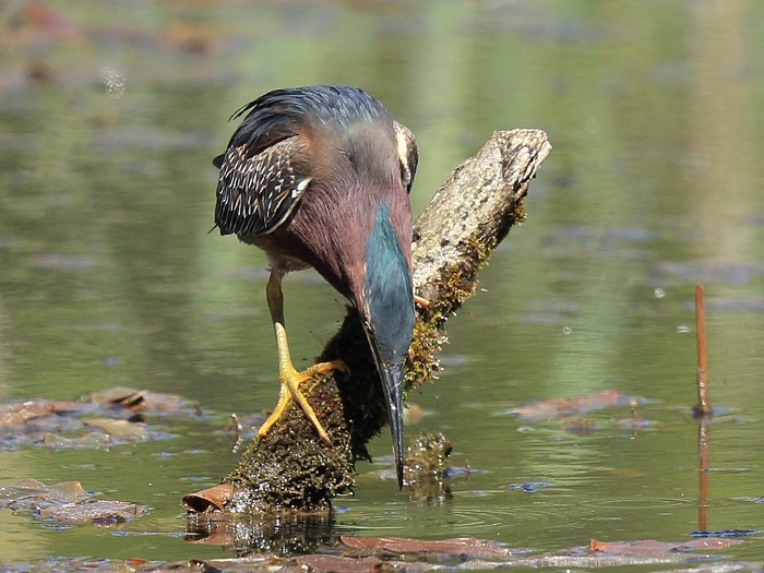 Green Heron