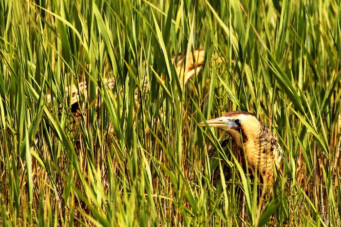 Bittern